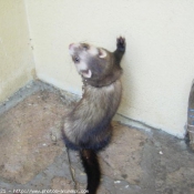 Photo de Furet