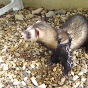 Photo de Furet