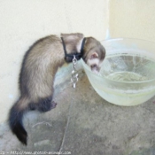 Photo de Furet