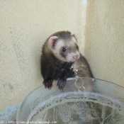 Photo de Furet