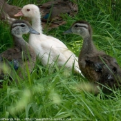 Photo de Canard