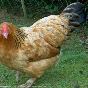 Photo de Poule