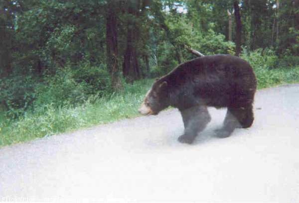 Photo d'Ours