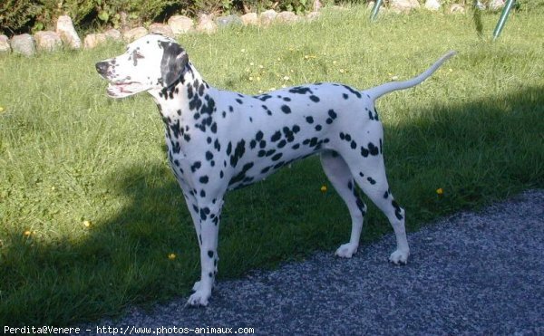 Photo de Dalmatien