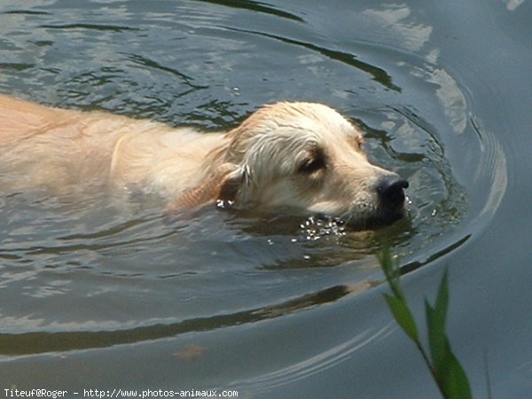 Photo de Golden retriever