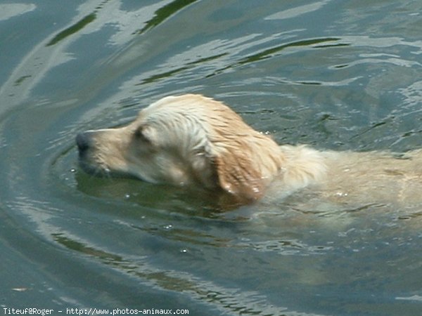 Photo de Golden retriever