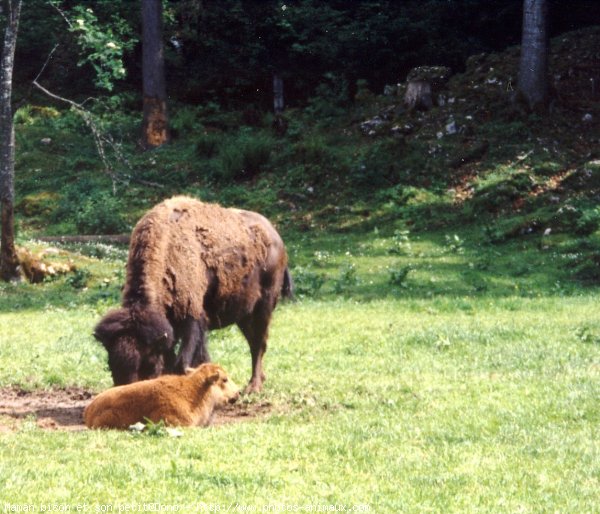 Photo de Bison