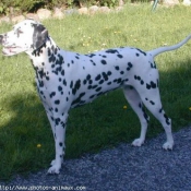 Photo de Dalmatien