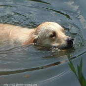 Photo de Golden retriever