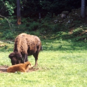 Photo de Bison