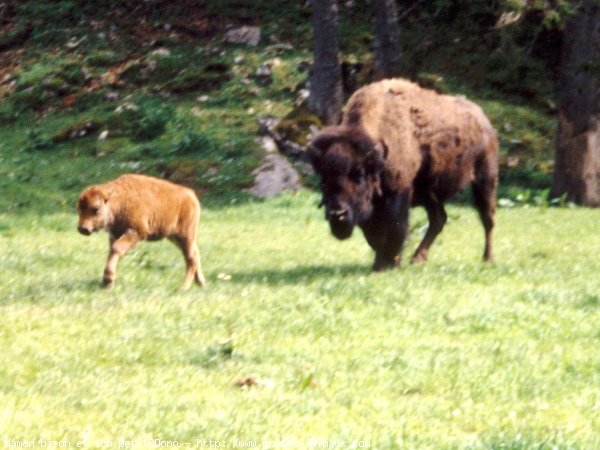 Photo de Bison