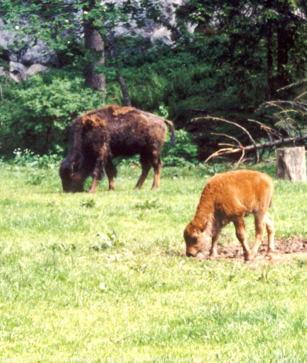 Photo de Bison