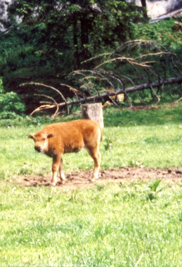 Photo de Bison