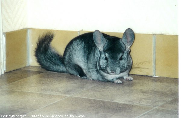 Photo de Chinchilla