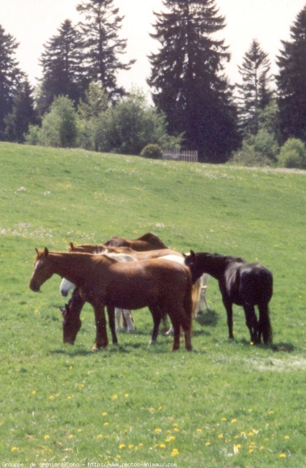 Photo de Races diffrentes