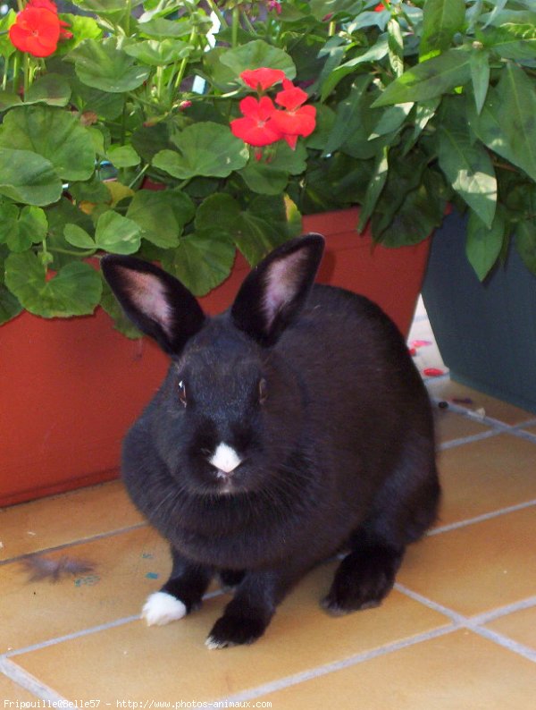 Photo de Lapin