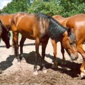 Photo de Poney franais de selle