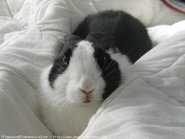 Photo de Lapin