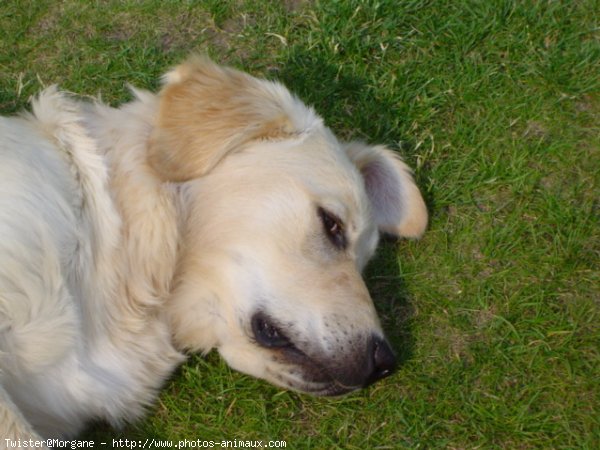 Photo de Golden retriever