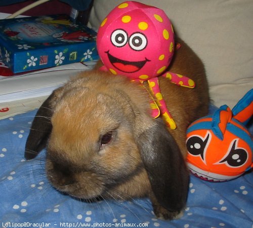 Photo de Lapin