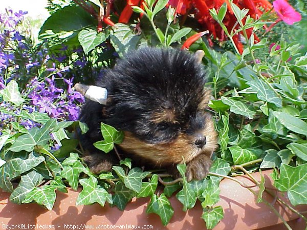 Photo de Yorkshire terrier