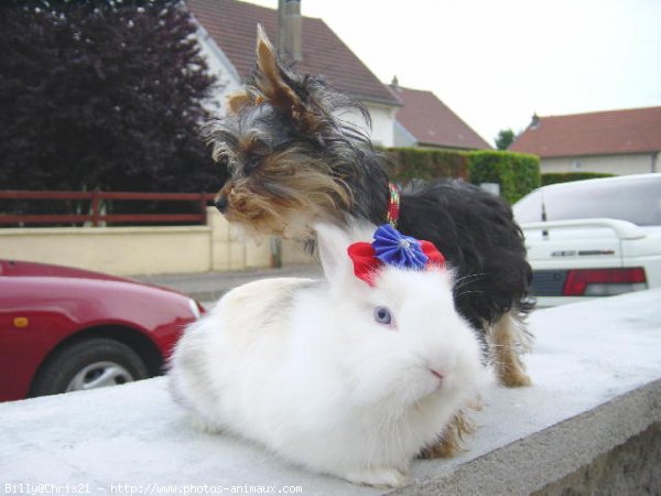 Photo de Lapin