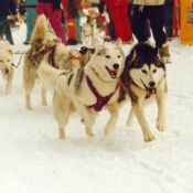 Photo de Husky siberien