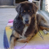 Photo de Dogue du tibet