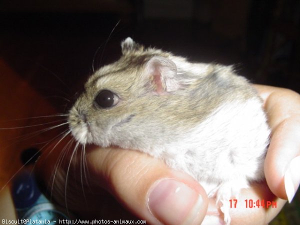 Photo de Hamster