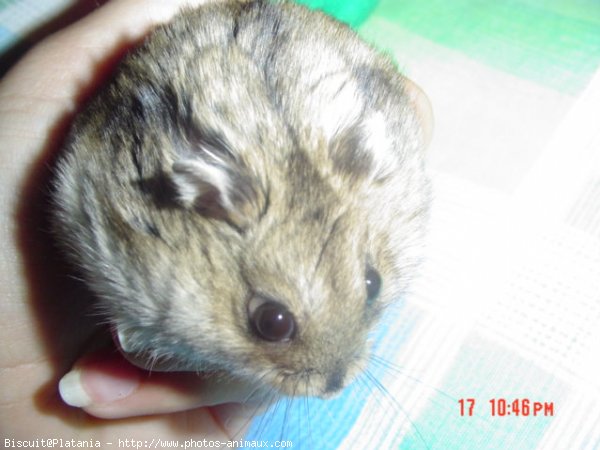 Photo de Hamster