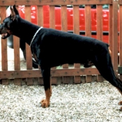 Photo de Dobermann