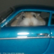 Photo de Hamster