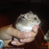 Photo de Hamster