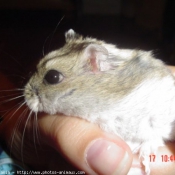 Photo de Hamster