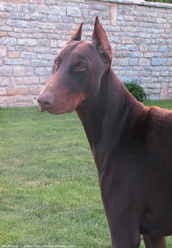 Photo de Dobermann