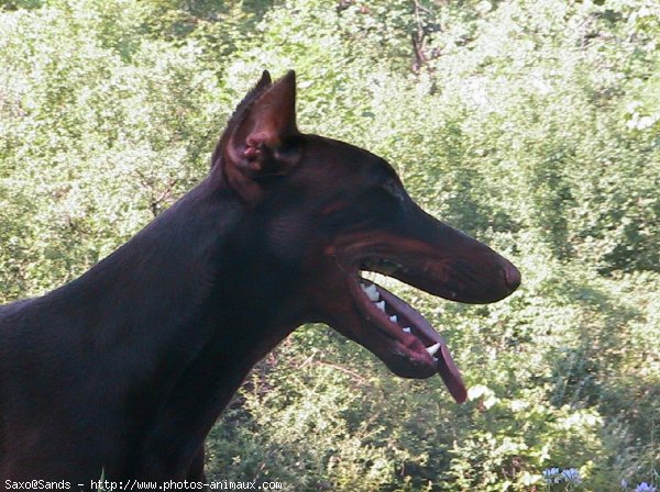 Photo de Dobermann