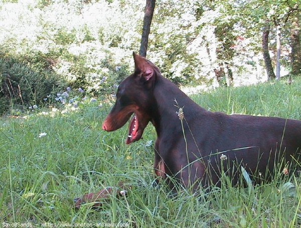 Photo de Dobermann