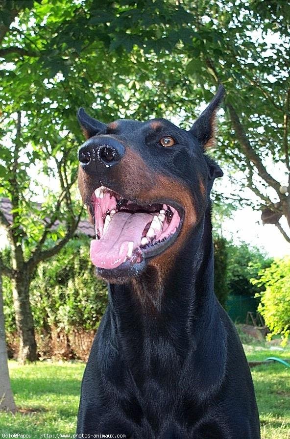 Photo de Dobermann