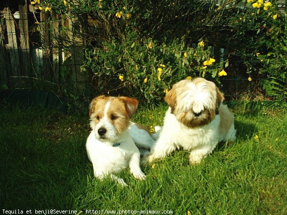 Photo de Races diffrentes