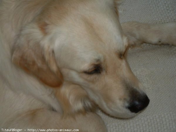 Photo de Golden retriever