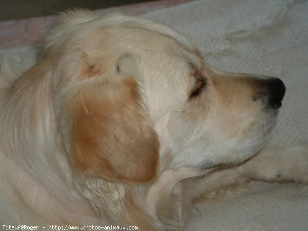 Photo de Golden retriever