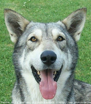 Photo de Chien-loup de saarloos