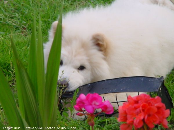 Photo de Chow chow