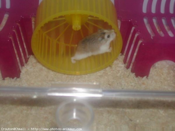 Photo de Hamster