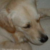 Photo de Golden retriever