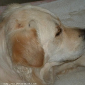 Photo de Golden retriever