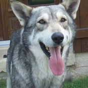 Photo de Chien-loup de saarloos