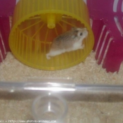 Photo de Hamster