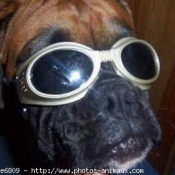 Photo de Boxer