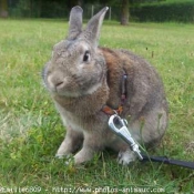 Photo de Lapin